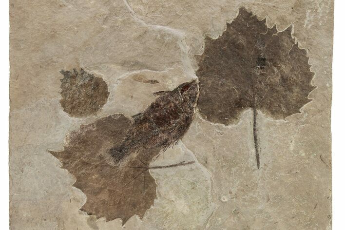 Plate of Fish, Samara, and Leaf Fossils - Nebraska #262364